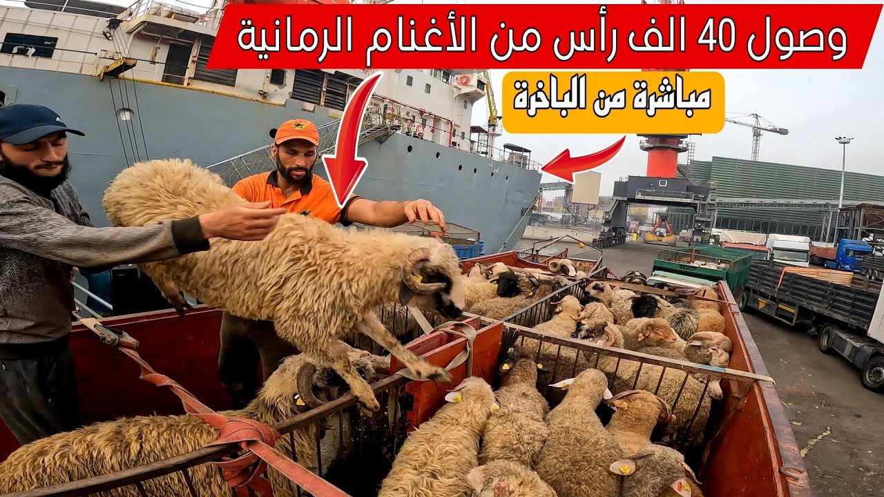 عاجل و حصري  وصول اربعين الف رأس من الأغنام المستوردة من رومانية الى المغرب