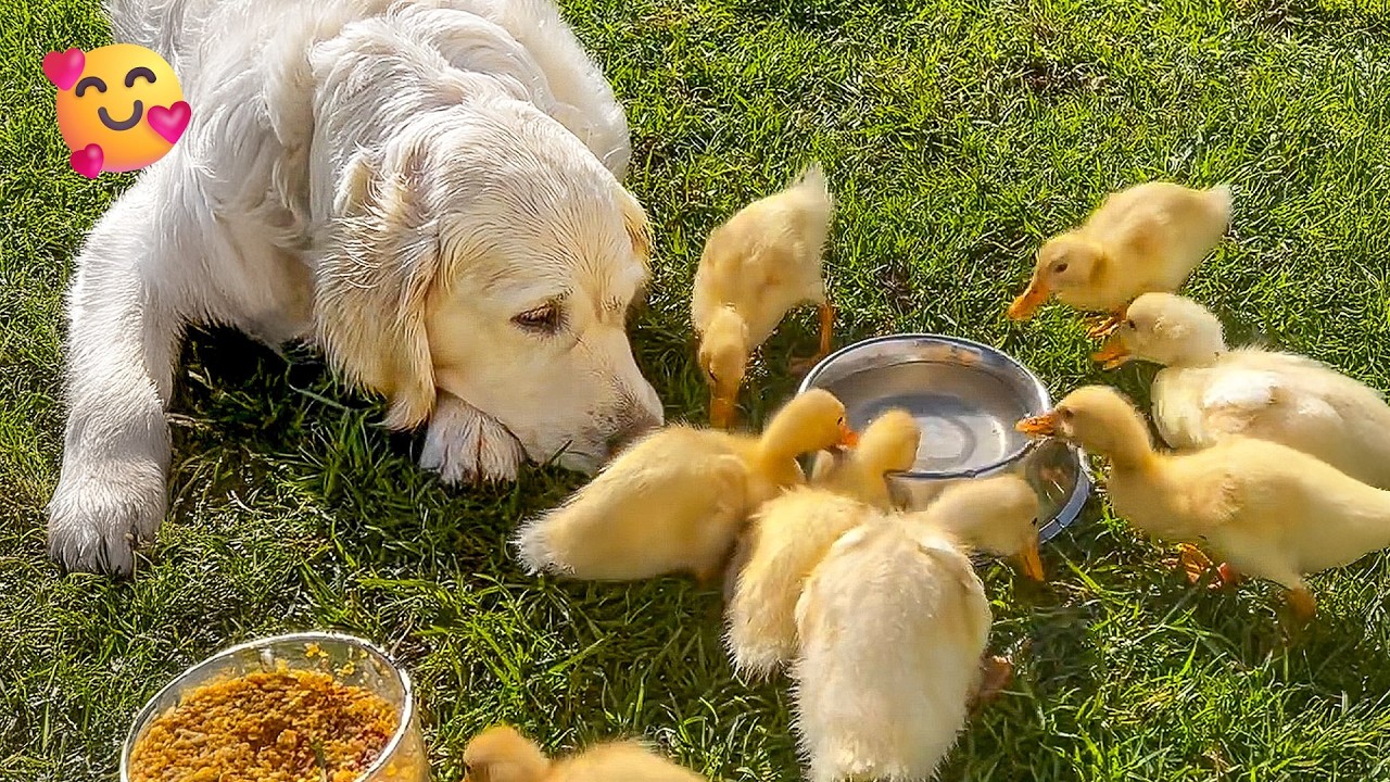 ADORABLE Dog Babysits Cute Ducklings 😂 | 1 Hour of Adorable Baby Animals
