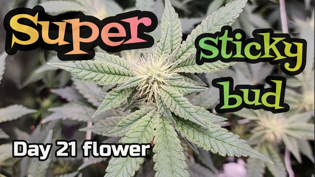 SUPER Sticky bud day 21 flower 2x2 grow tent update 
