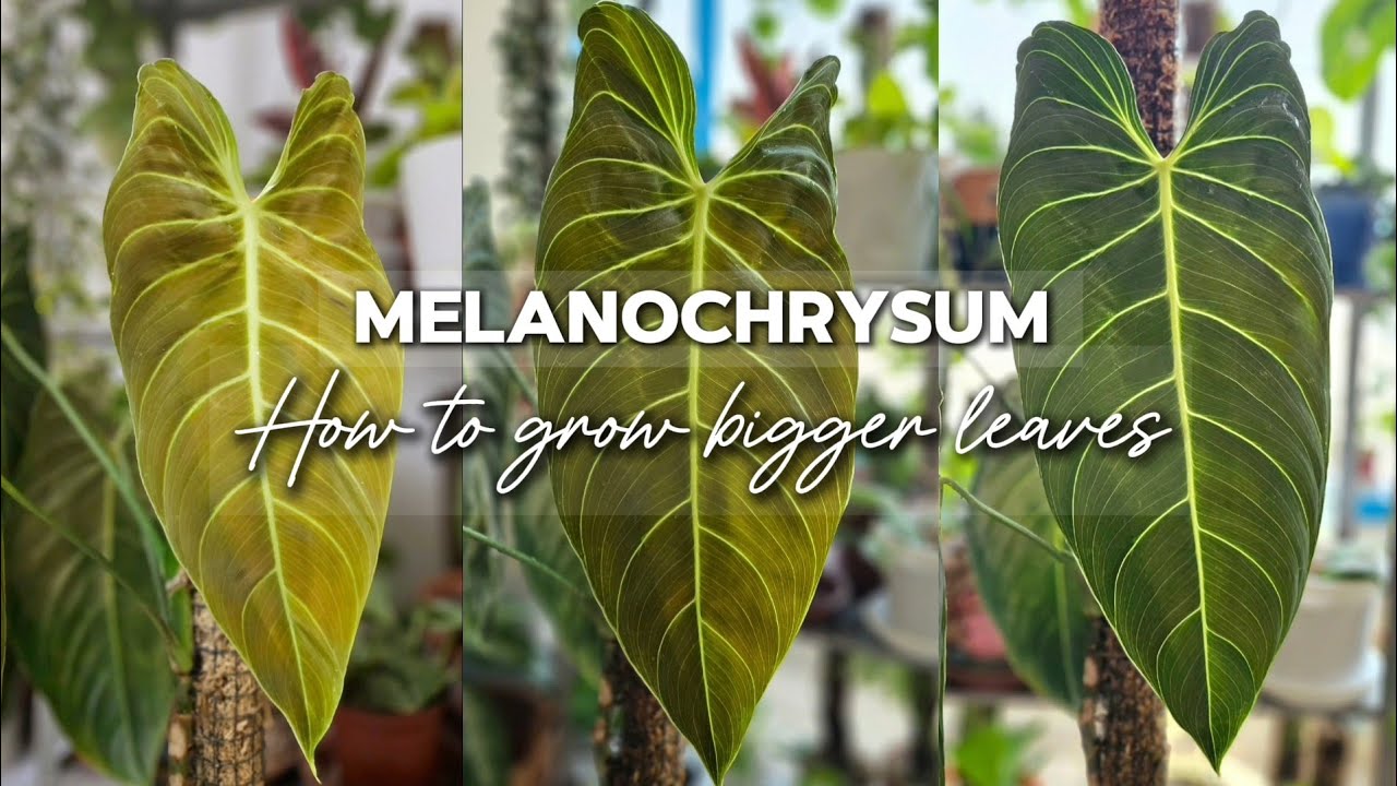 Melanochrysum Secret for Bigger Leaves | Moss Pole Extension