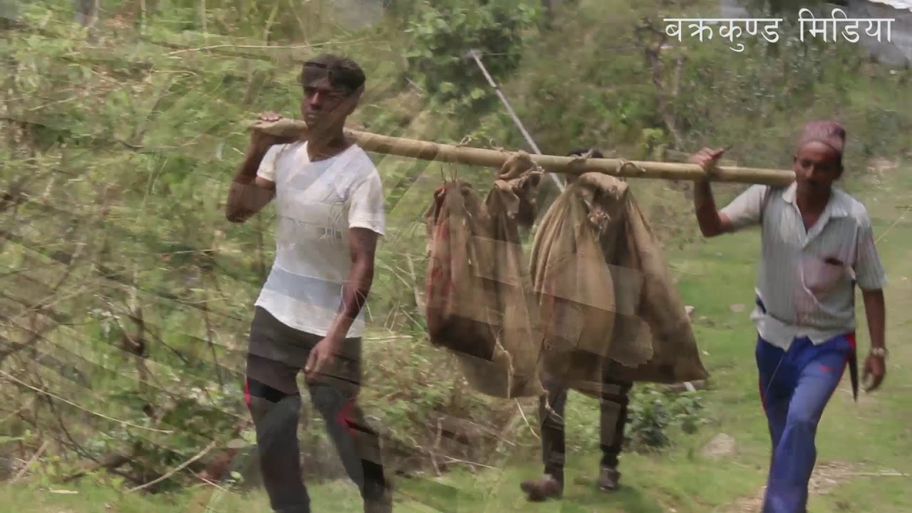 यसरी गर्न सकिन्छ बाँदर नियन्त्रण । This is how monkey control can be done