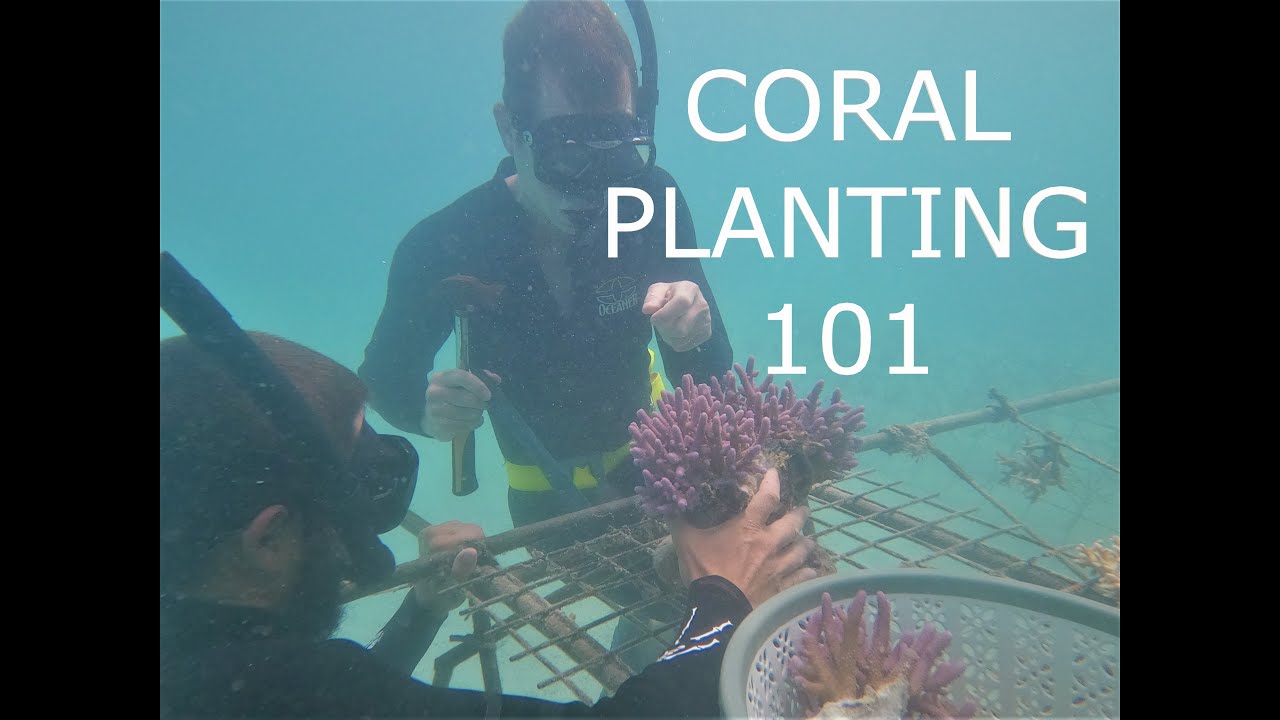 26 - Coral Conservation in Fiji - Part 1