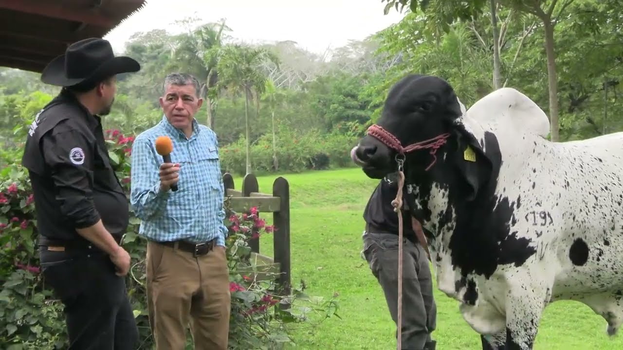 ¿LUCEROS?, NI ADMISIBLES NI PERMISIBLES EN MI SARDO NEGRO Y SARDO NEGRO MOCHO; RANCHO EL REDENTOR 19
