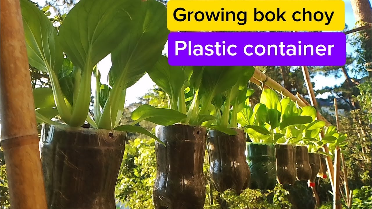 Magtanim ng bok choy sa plastic container!!