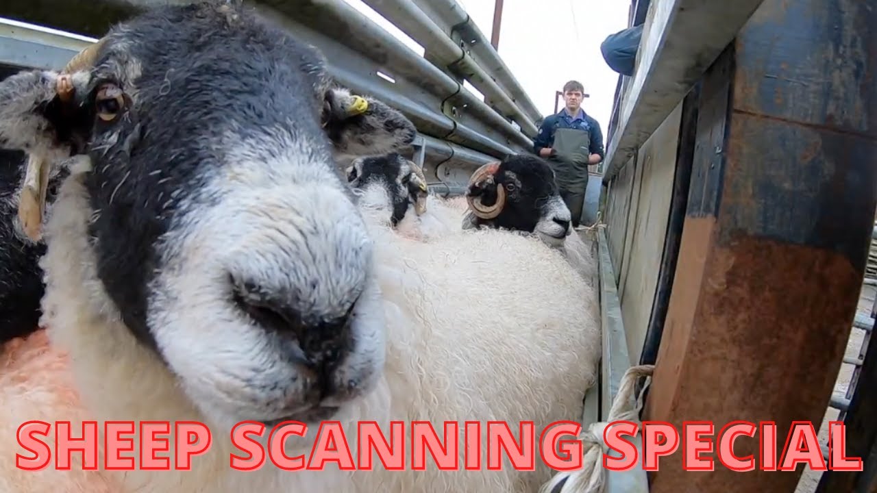 SCANNING SPECIAL | VLOG 6: Pregnancy scanning ewes