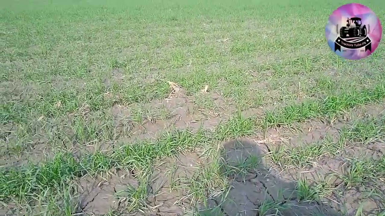gandum ki kasht pehla Pani | tractors tube pk