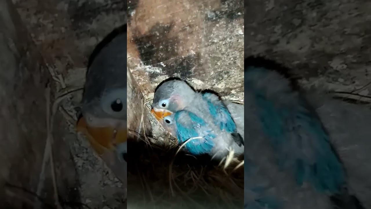 🚼 #song #cover #love #lyrics #music #viral #birds #lovebird #animals