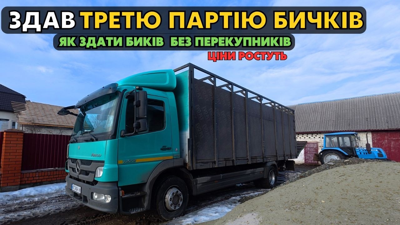 БИЧКИ ПОЇХАЛИ НА ЗАБІЙ! Як здати биків на бойню без перекупників.  Закупівельна ціна 170-175 грн.