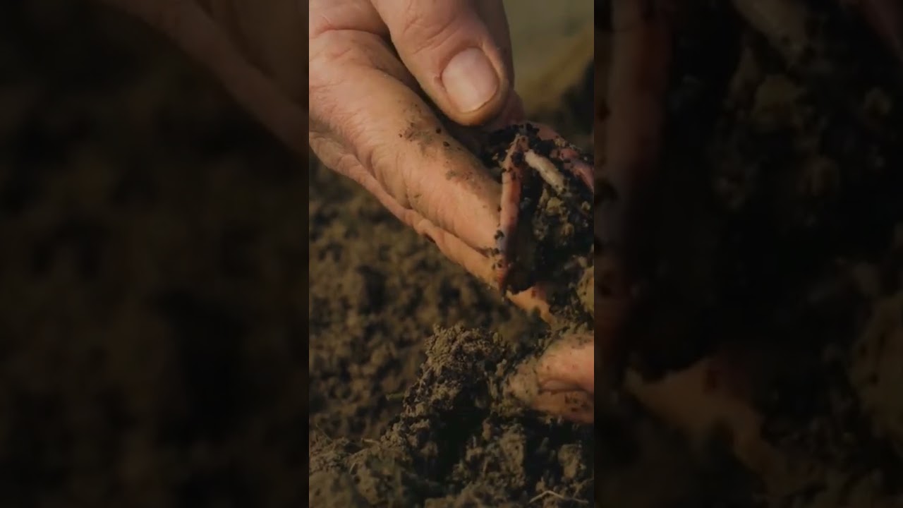 Pedology #soilhealth #farming #soilhealthmatters #soilquality #gardening #garden #soilgrown