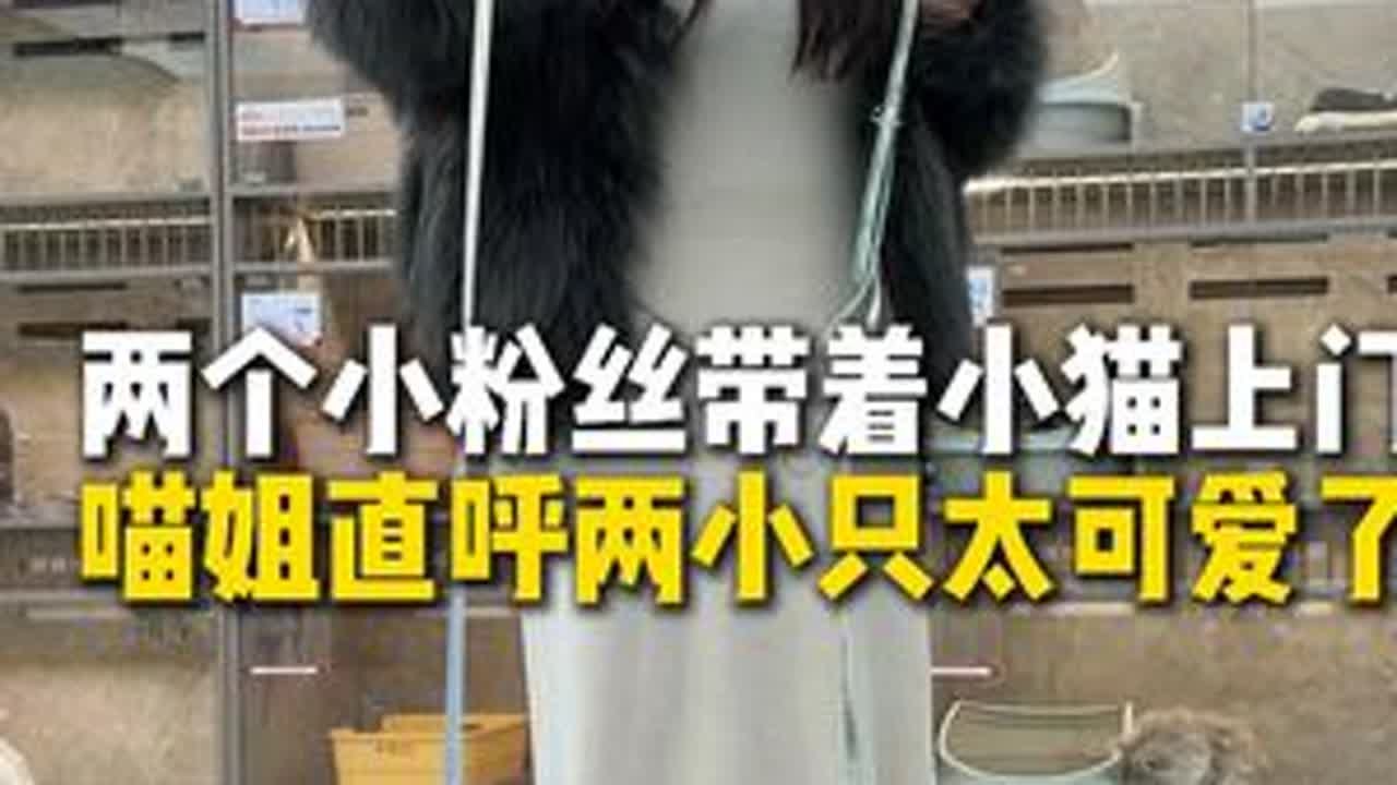 我家出去的猫猫性格都是极好的！ #谁能拒绝得了这么可爱的小猫呢  #猫咪  #暹罗猫  #喵姐养猫  #阿比西尼亚猫