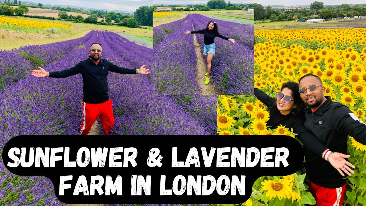 Sunflower & Lavender Farm in London | Hitchin Lavender | Sunflower Field | Lavender Field | Vlog