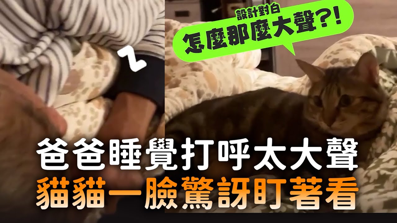 爸爸睡覺打呼太大聲　貓貓一臉驚訝盯著看