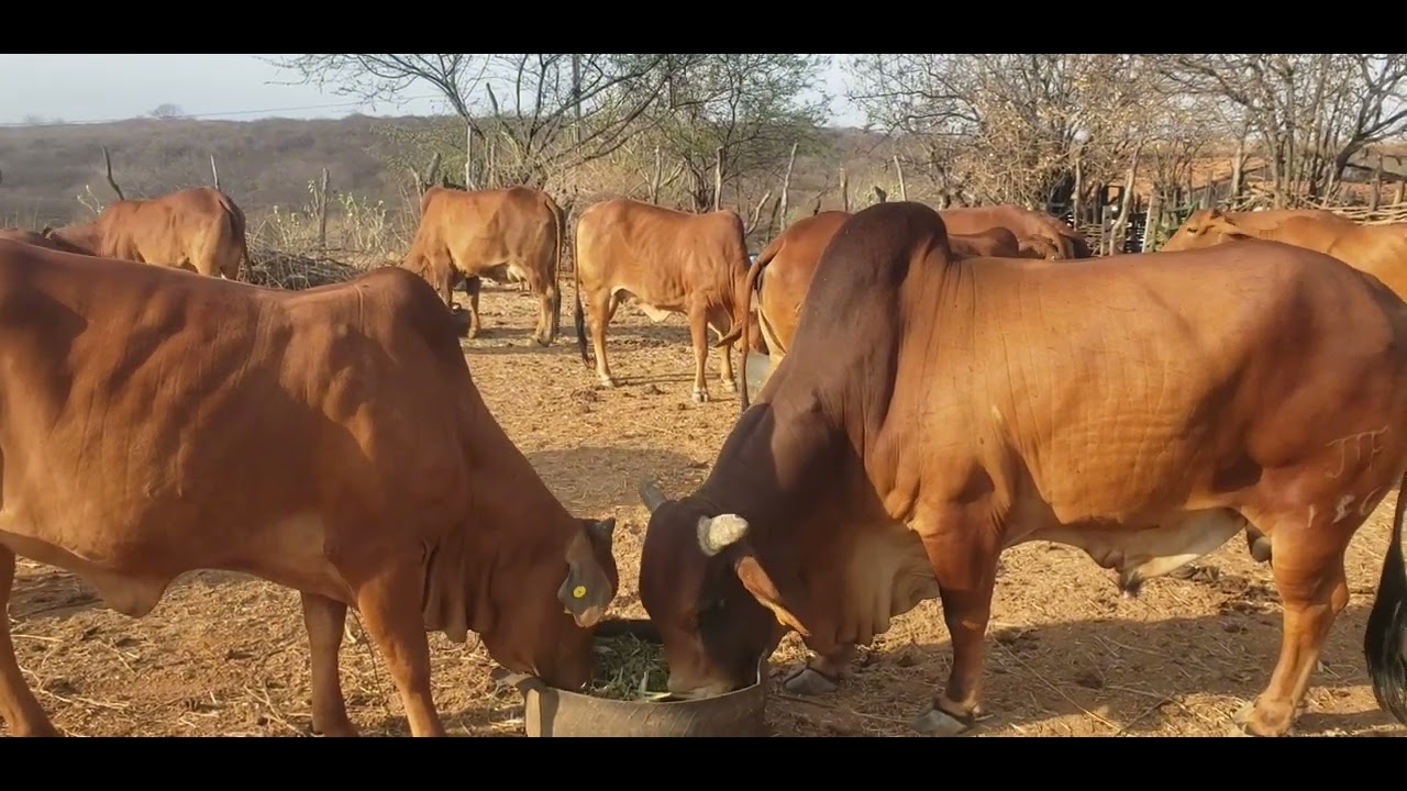 NOSSO GADO SINDI TÁ UMA BÊNÇÃO COMEÇAMOS COM UM ANIMAL COMPRAMOS FIADO NA ÉPOCA