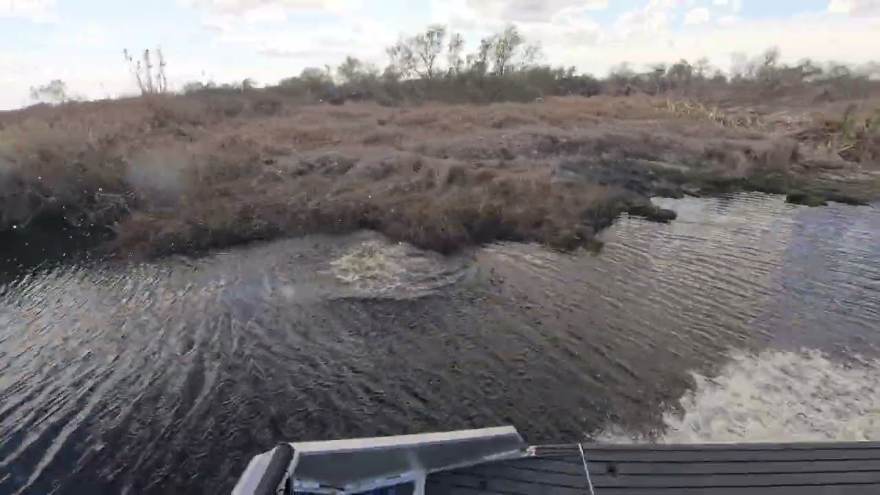 Alligator Frenzy! 🐊 Jumping Back After the Freeze
