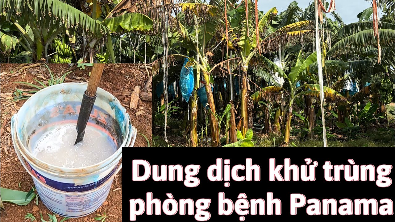 Tập 26: Sử dụng dung dịch khử trùng hạn chế lây lan nấm bện Panama cho cây chuối mô #banana