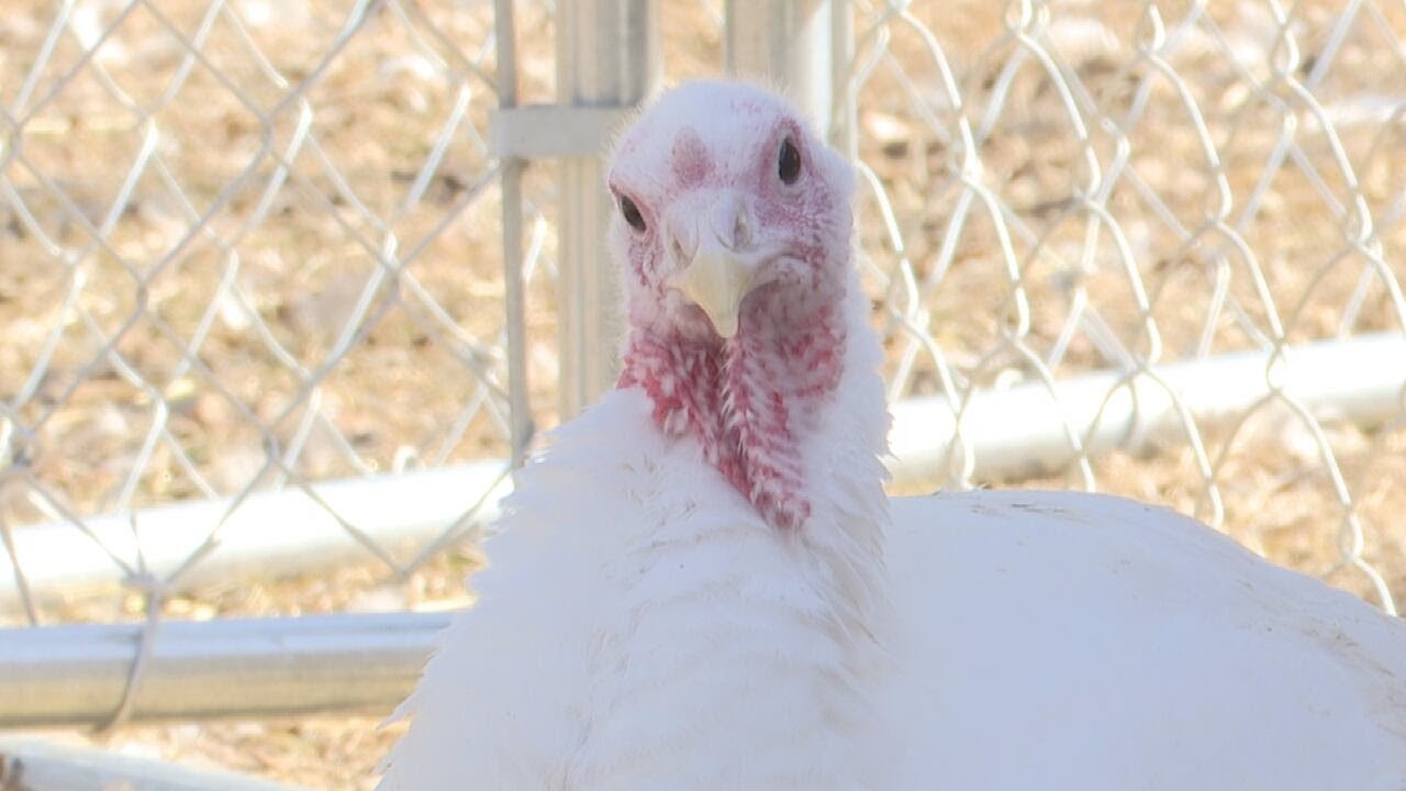 Bird flu vaccine for chickens receives conditional approval