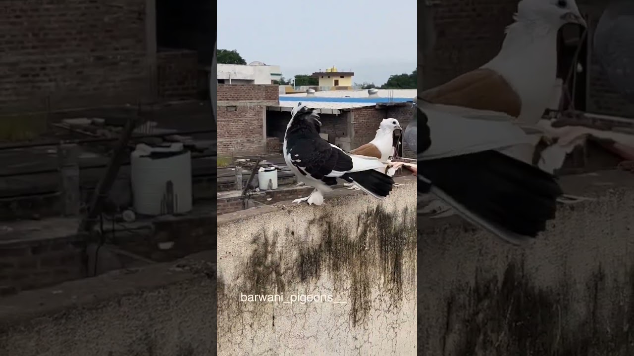Pigeon Racing Time ❤️&zwj;🔥😵 #shorts #pigeonbreeding #pigeonslovers #pigeonracing #pigeonshortvideo