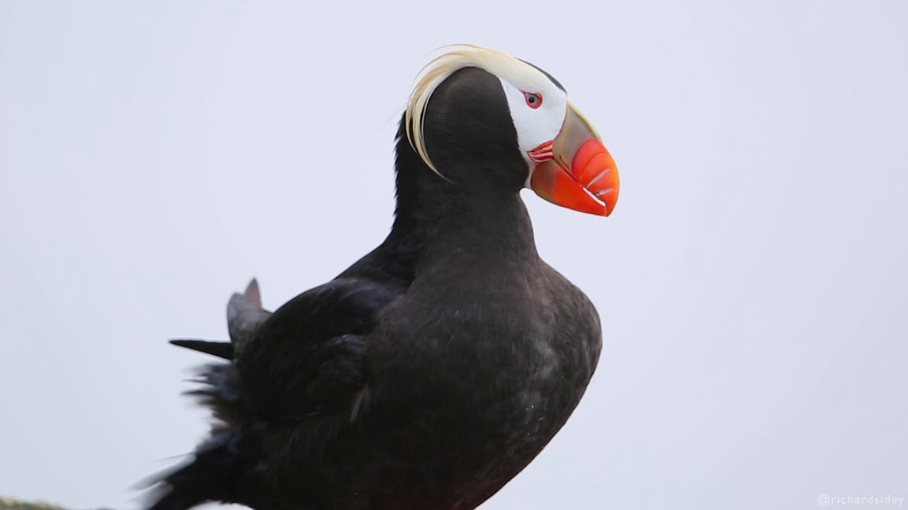 Tufted Puffins