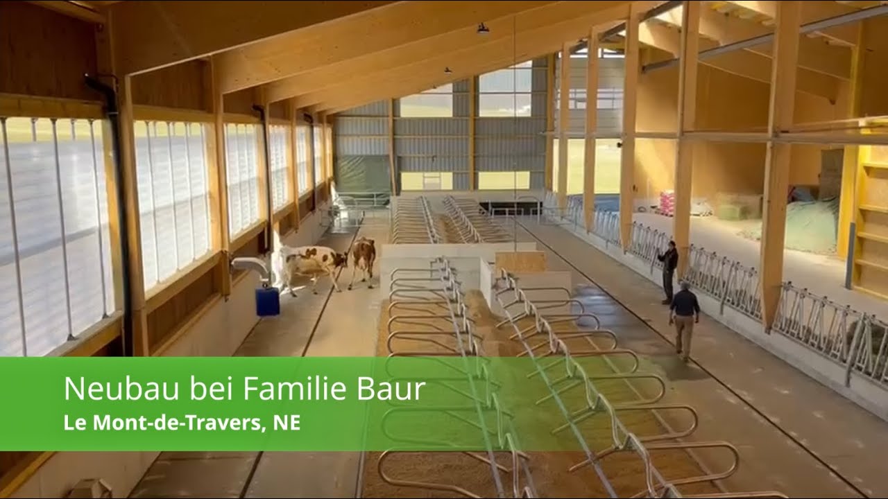 Stallbau von Familie Baur - Die Kühe beziehen den neuen Laufstall