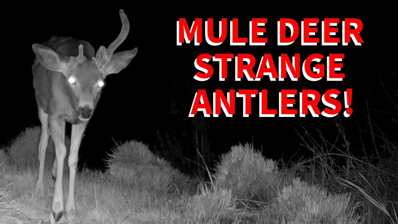 Epic Deer Chase!