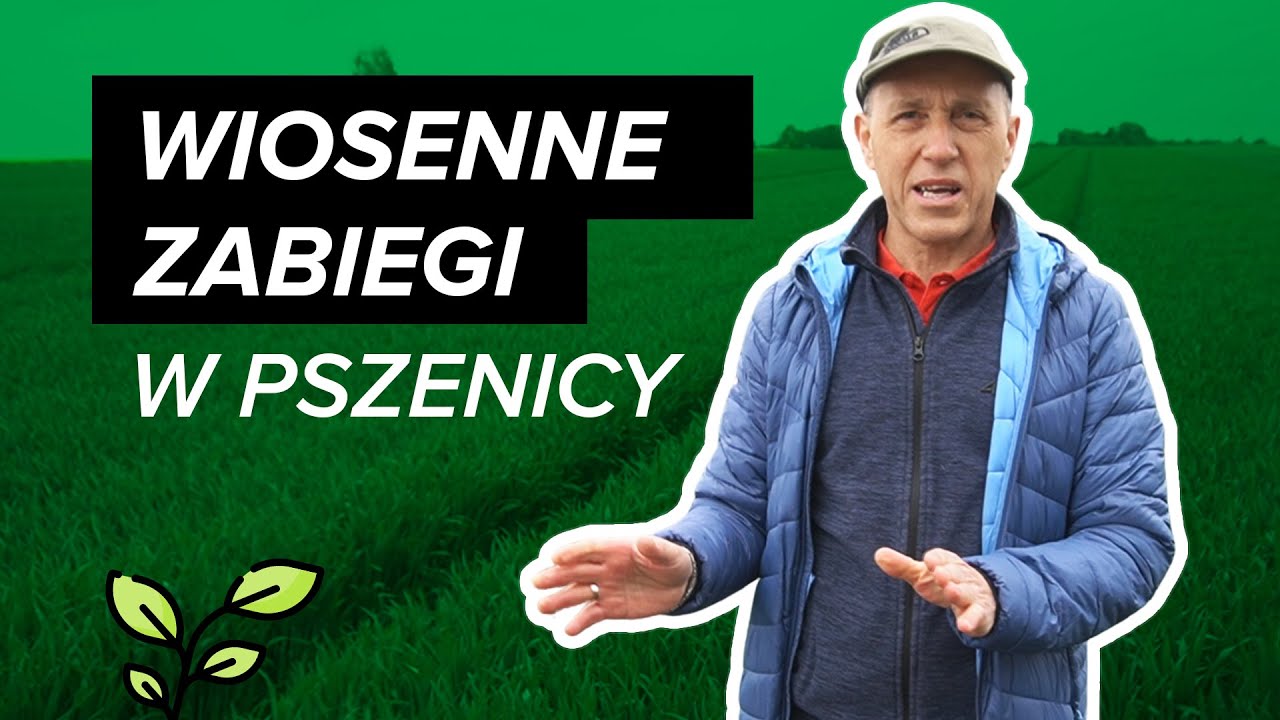Jacek o wiosennych zabiegach w Pszenicy ☆ Bayer Crop Science 🌾 Poletka odmianowe MIFARM