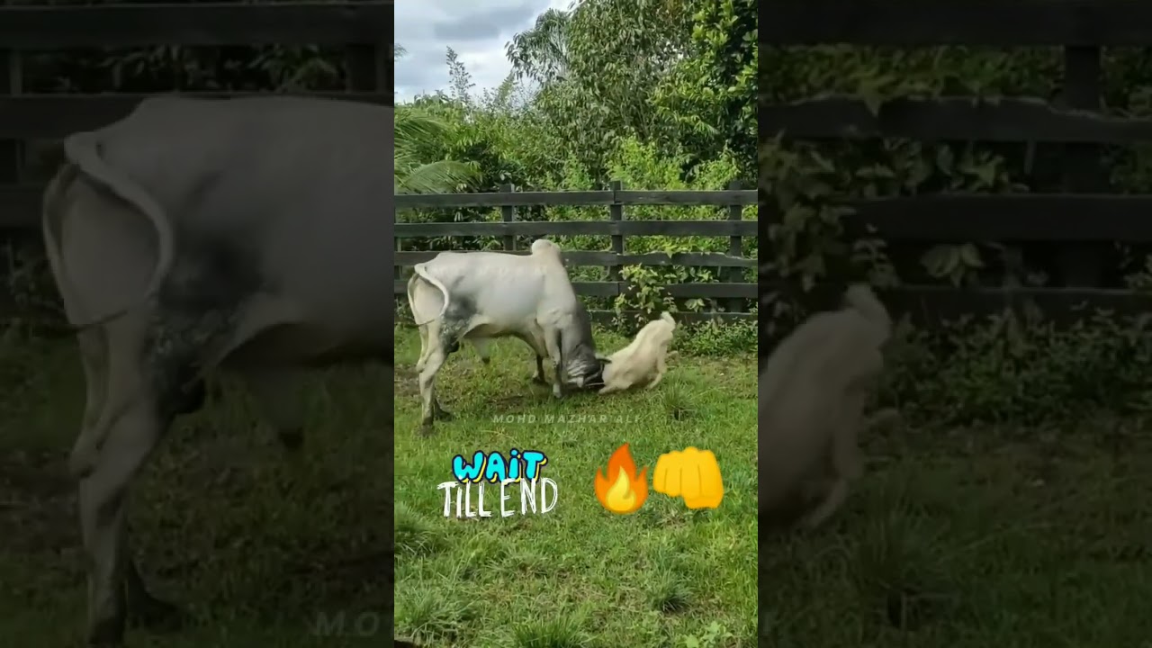 GOAT VS BULL FIGHT😱B/W #goat #bull #shorts