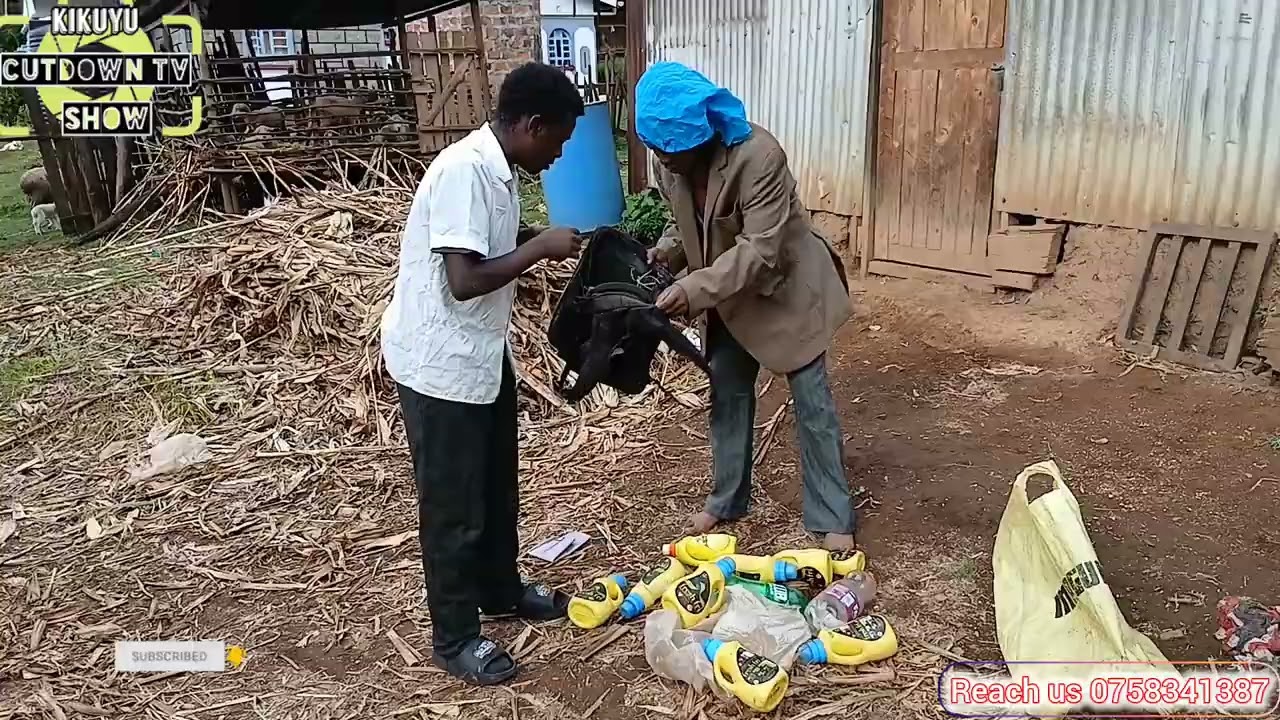 Kijana WA Nairobi akikuja sikukuu🤣🤣🤣🤣🤣🤣🤣@kikuyucutdown 