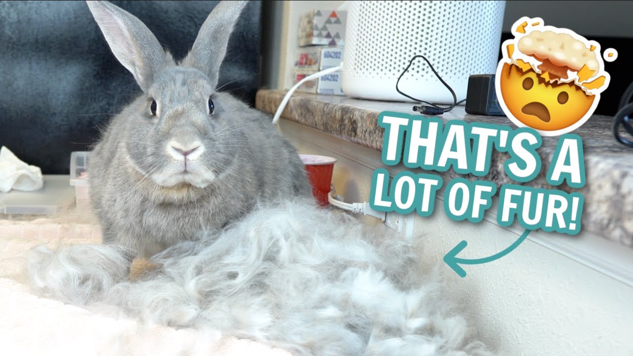 Grooming My Rabbits!