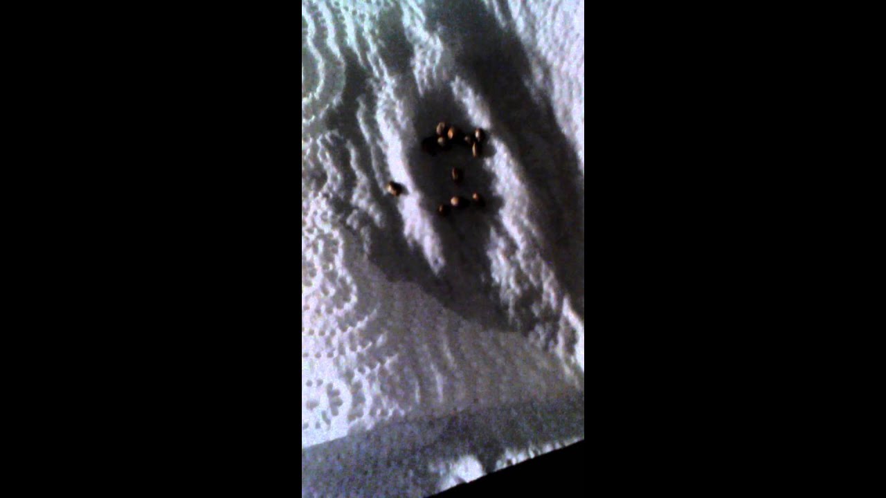 Seed germination 101