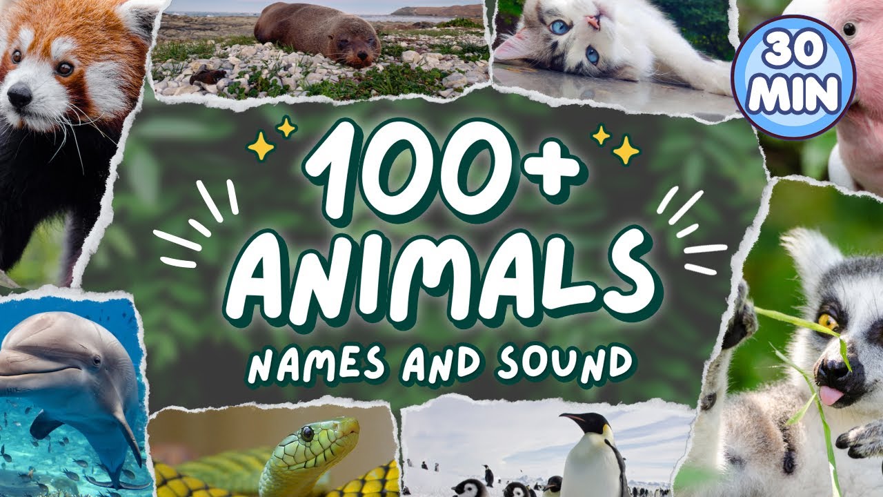 Learn 100 Animals Name and Sound For Kids | Learn wild animals names in English | Kids vocabulary