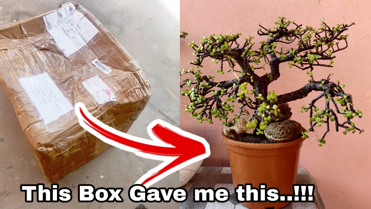 Jade Bonsai, Jade Bonsai unboxing, Soil mix for jade bonsai