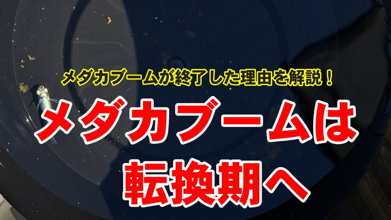 メダカブームが終了した理由を解説【メダカブームは転換期へ】ブームはいずれ去る。そしてまた訪れる。安らぎAQUAちゃんねる