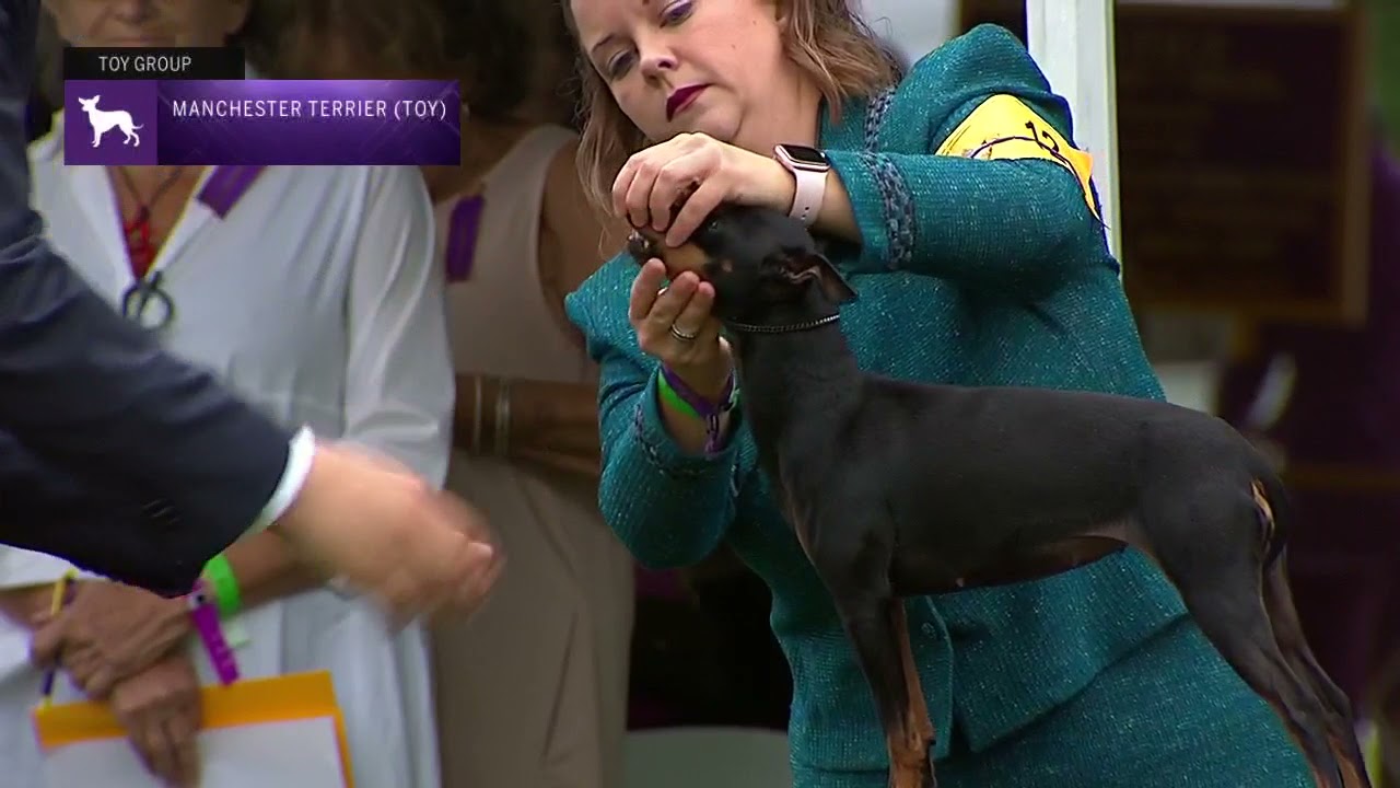 Manchester Terriers (Toy) | Breed Judging 2021