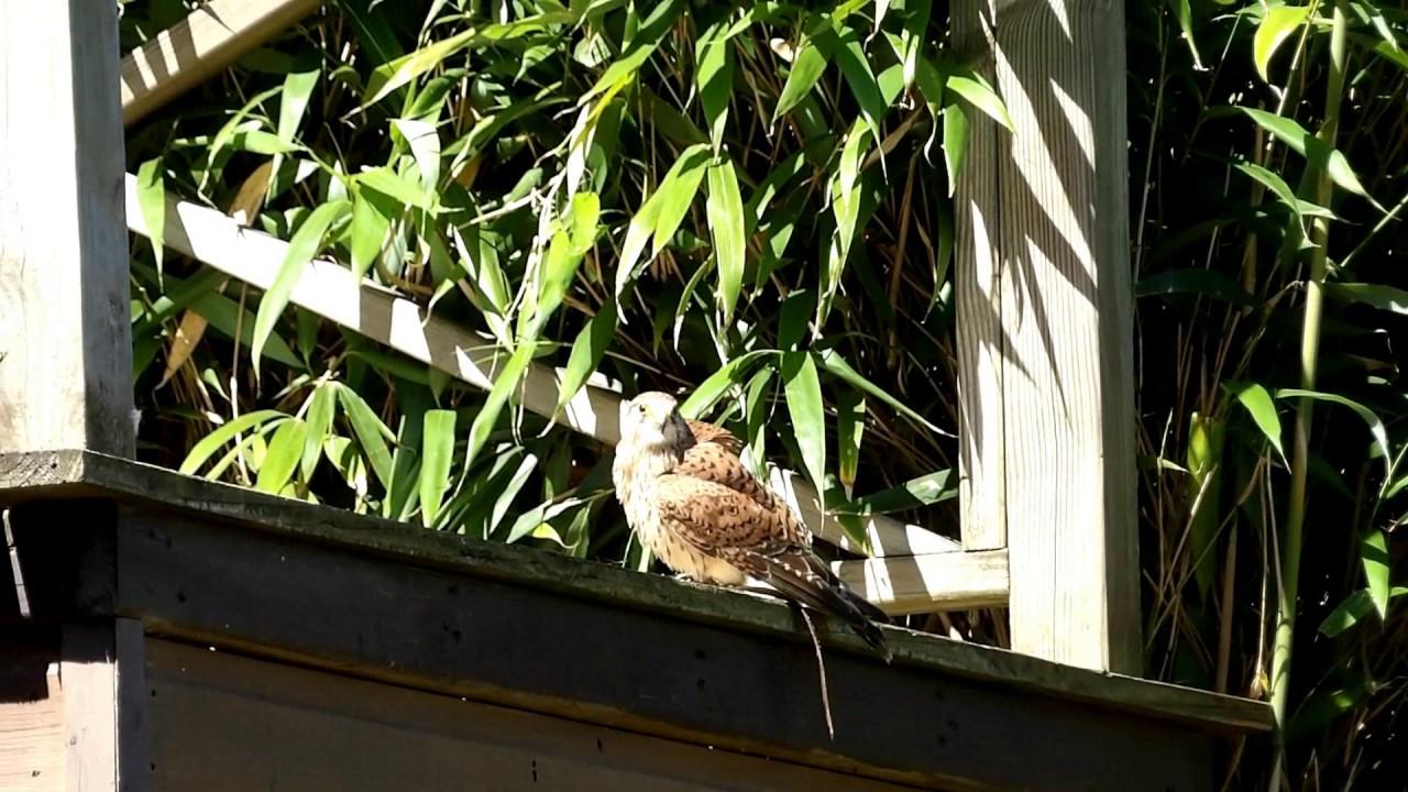 Spectacles des oiseaux du Zoo de la Flèche 2017 HS