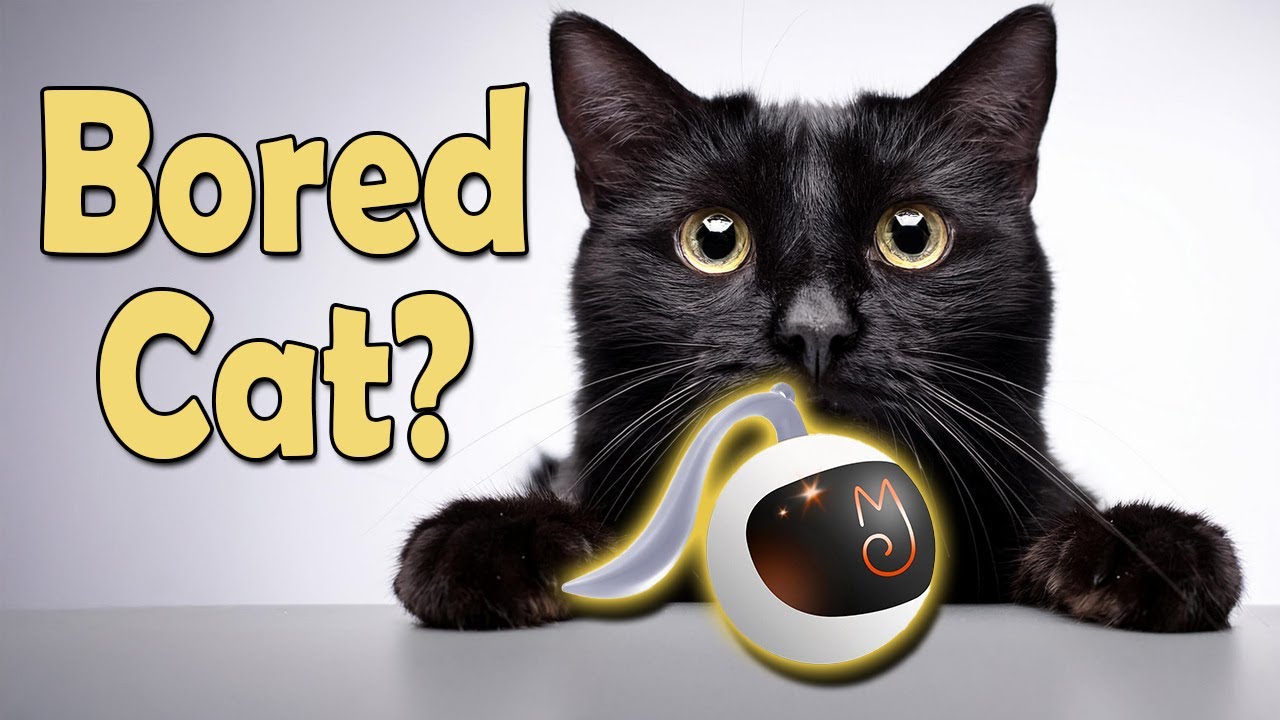 End Cat Boredom with 3 Toys for High Energy Cats