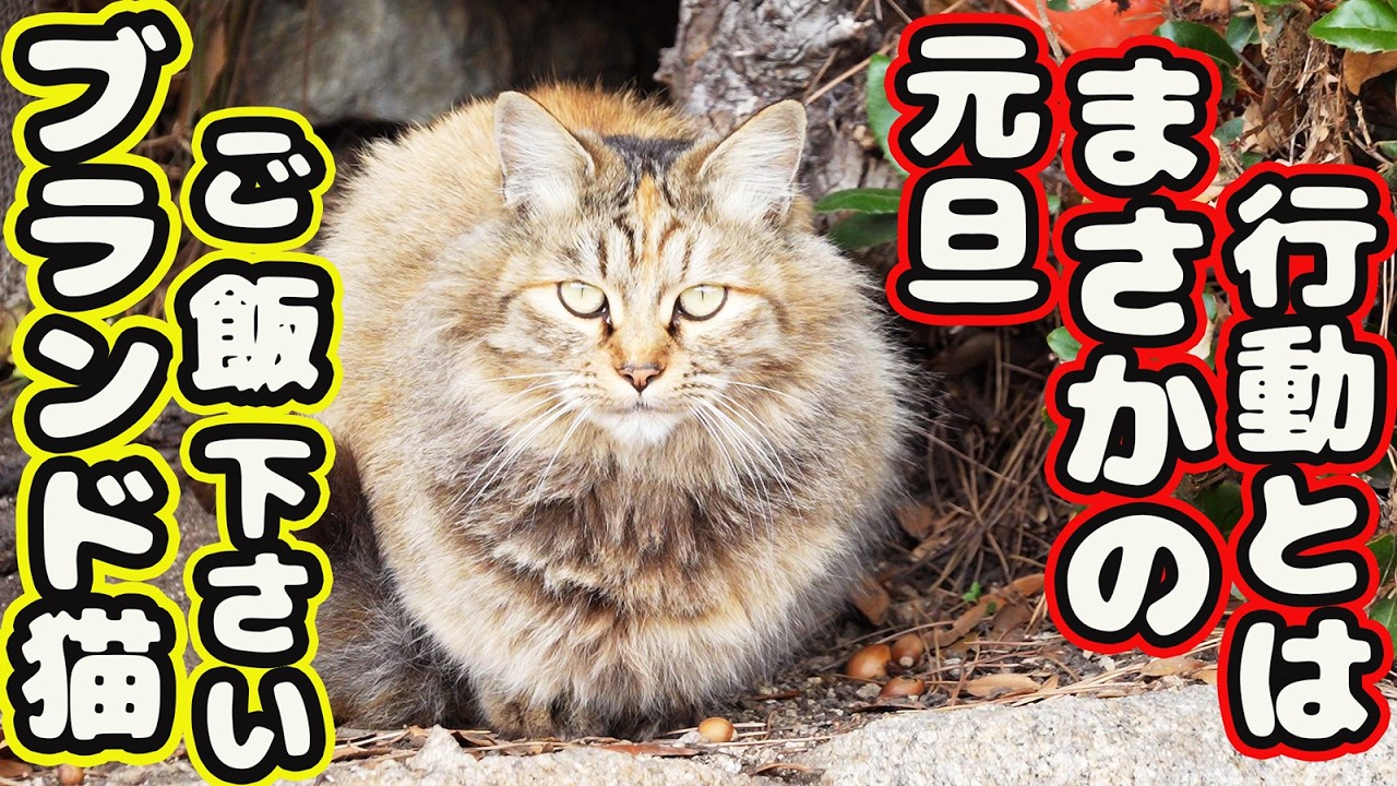 【野良猫 生きてた】ゴージャス猫 現れボランティアさんが突然した行動に涙が…