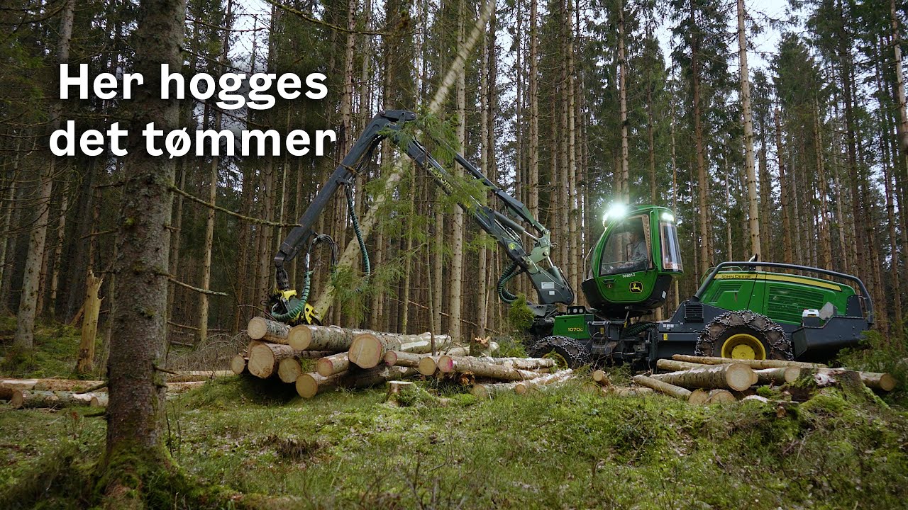 Her hogges det t&oslash;mmer!