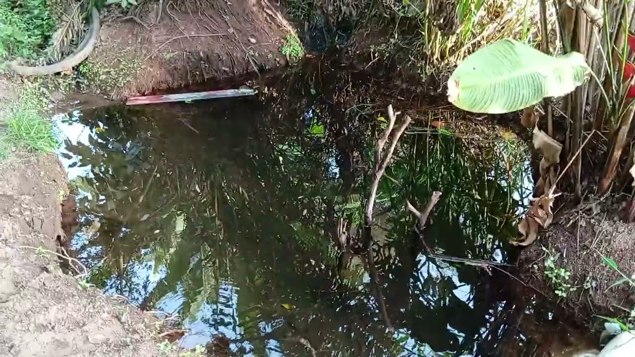 Venha comigo conhecer a gronta de Zé medis que paraíso #