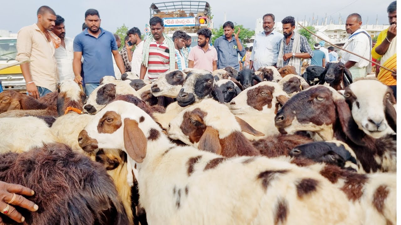 Exotic goats🐏-pebbair sheep market latest-pebbair bakra mandi-judipi & macherla breed sheeps-pebbair