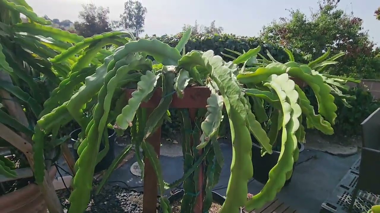 Ending Dragon Fruit Season by Pruning