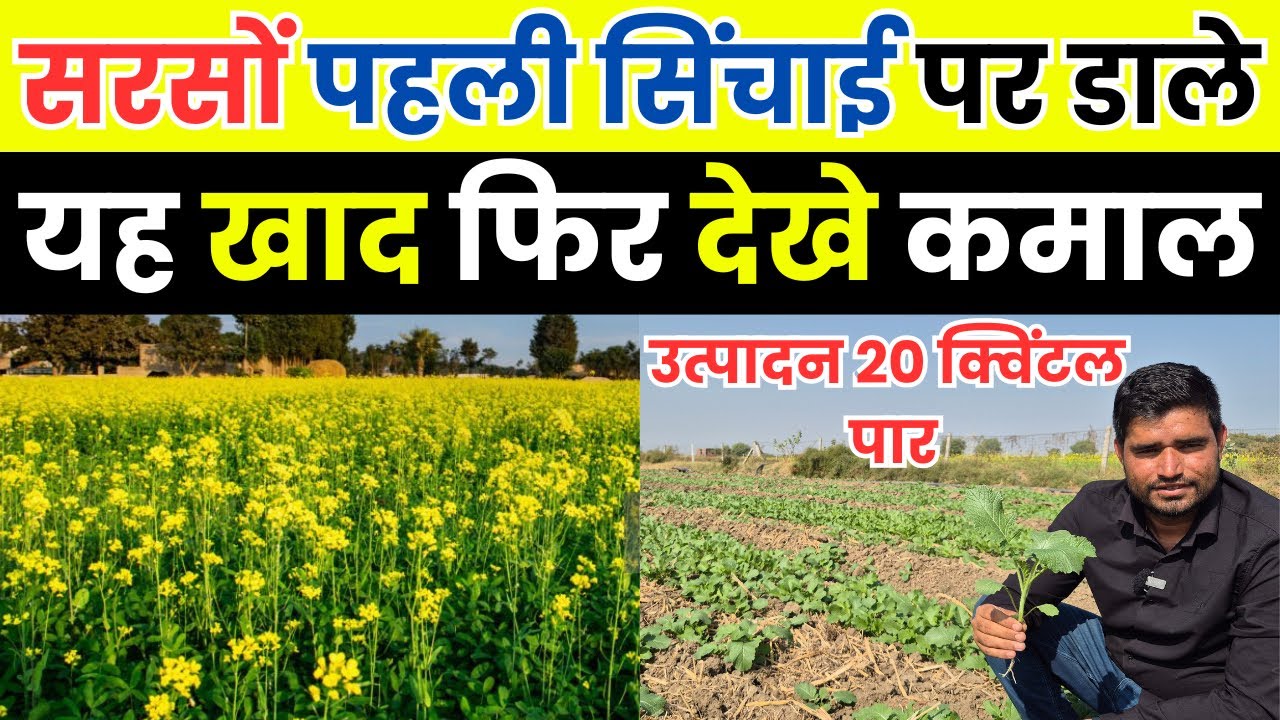 सरसों की पहली सिंचाई में कौन सा खाद डालें | sarso me konsa khad dale | sarso ki kheti me pani kab de