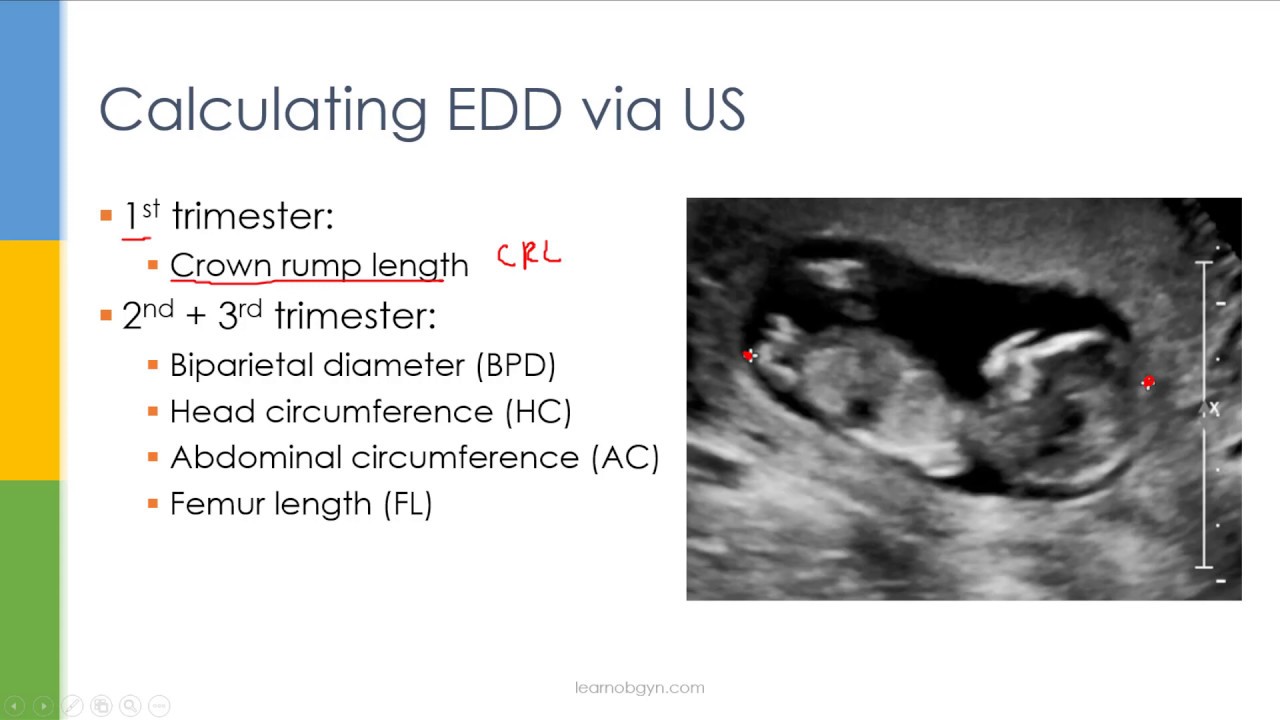 Learn OB/GYN: Introduction to Obstetetrics