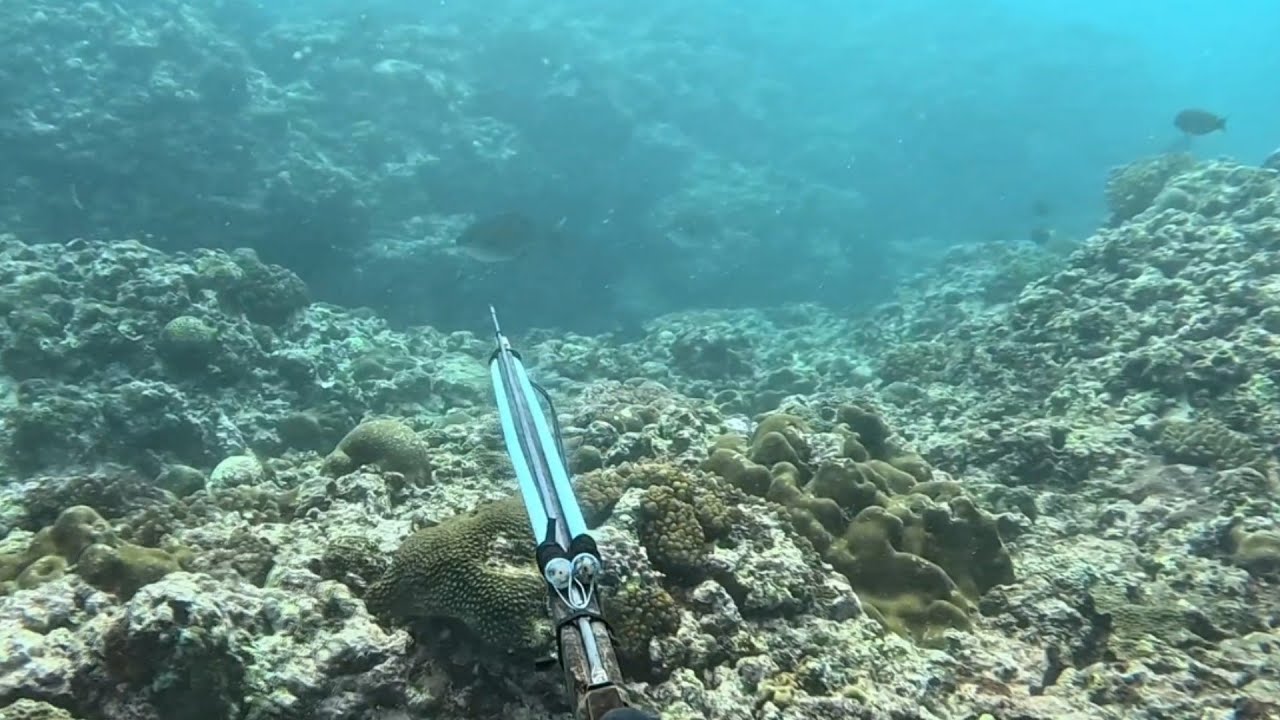 Borongan spearfishing //double kill...🤩