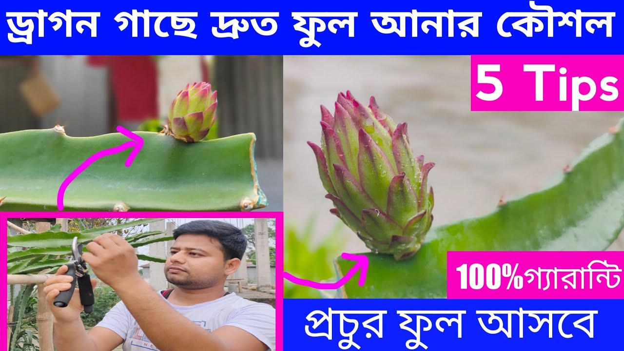 ড্রাগন গাছে দ্রুত ফুল আনার কৌশল ।ড্রাগন ফুল আসার সময় পরিচর্যা । How To Force Dragon Fruit To Flower