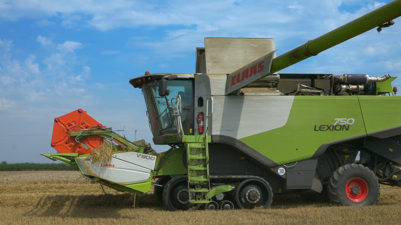 Wheat Harvest at Kings Down Farm, Devon, UK  -  11 Aug 2020  Claas Lexion 750