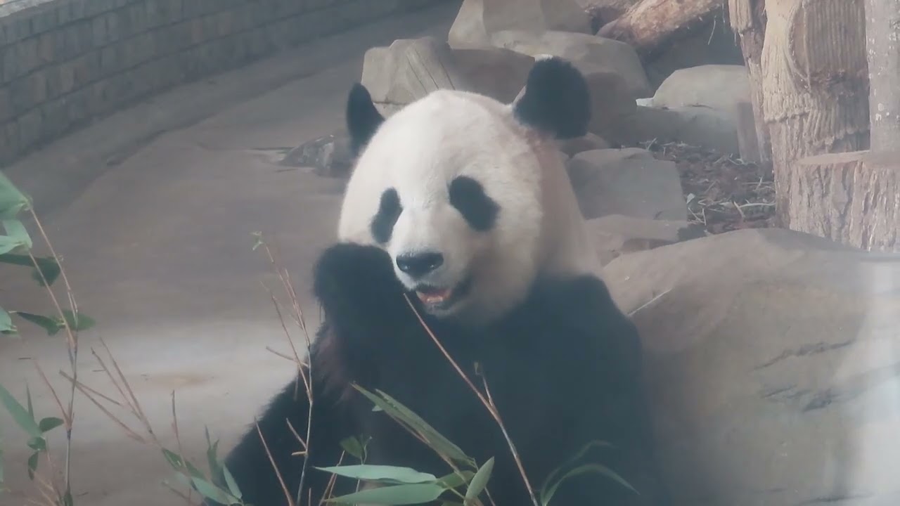 #2 Aug 2025 Ouhin at Chengdu panda base, China