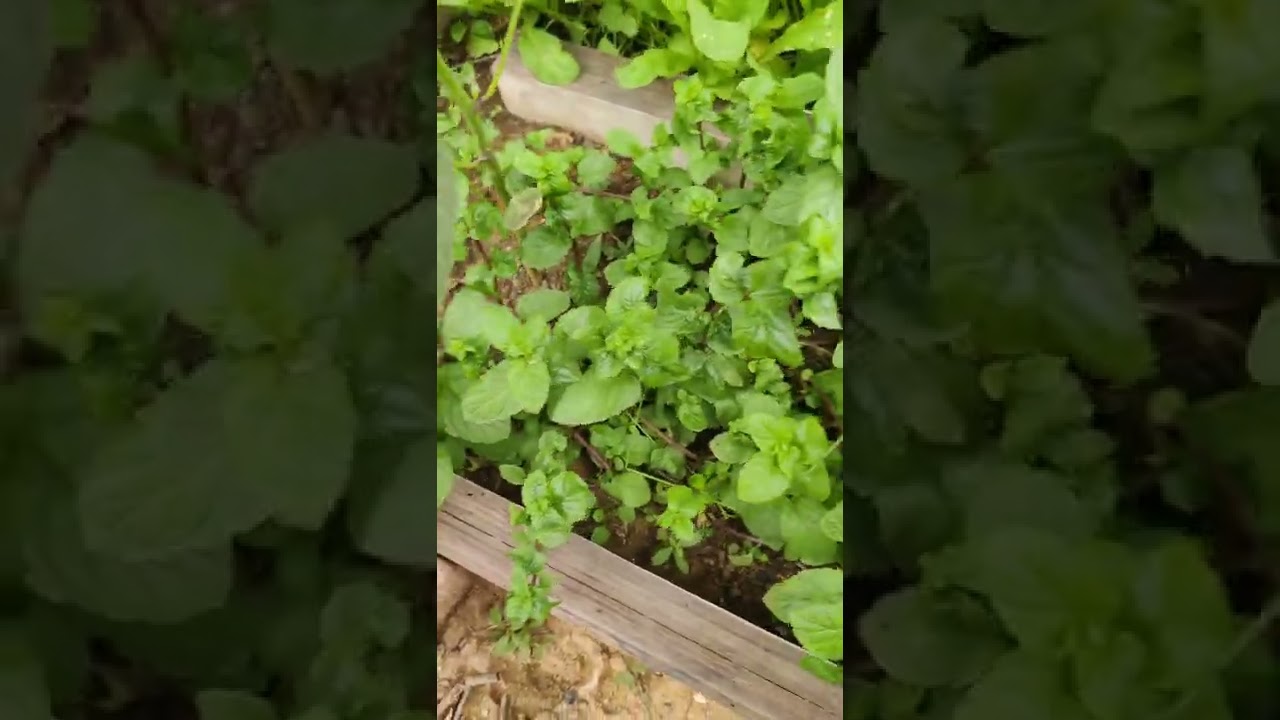 mint leaves, pudina patta .....