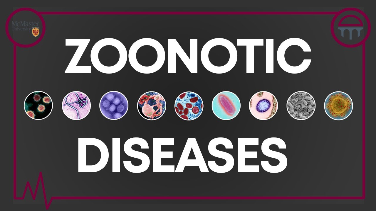 Demystifying Zoonotic Diseases
