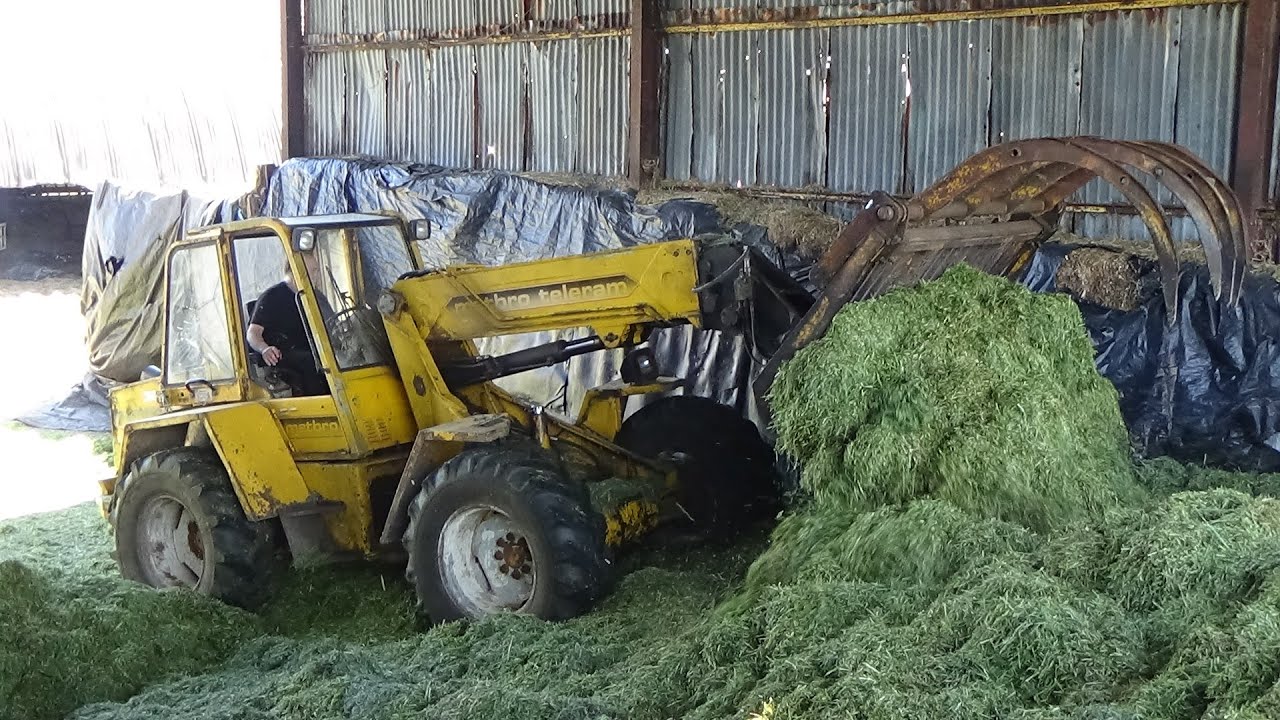 Silage 2021 - Buckraking the Clamp with Classic Matbro Teleram & Massey plus Massey 6290 unloads