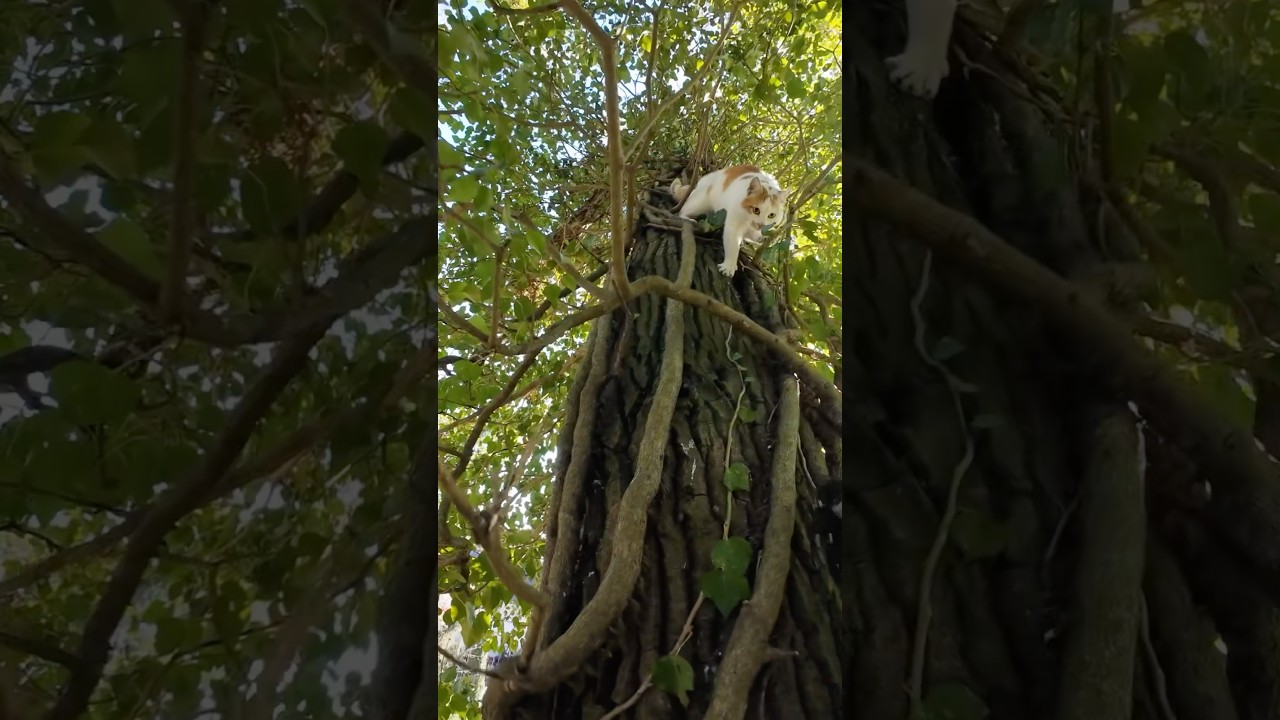 Katze nach fast einer Woche vom Baum gerettet #tiere #katze #animalrescue #tierrettung